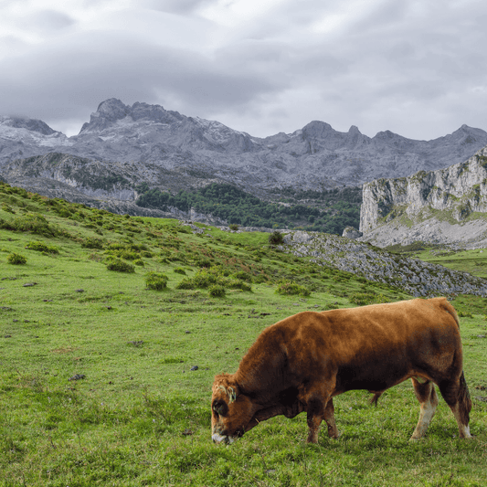 Rundweg durch die Seen von Covadonga